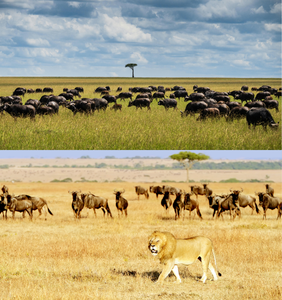 serengeti masai mara