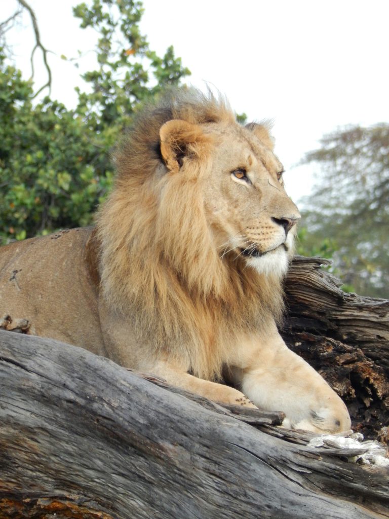 lion kenya