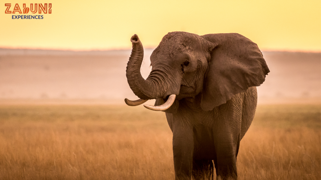 amboseli 1