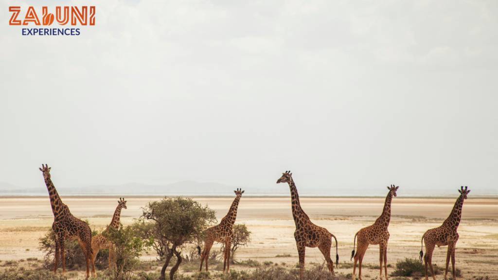 amboseli 3 (1)