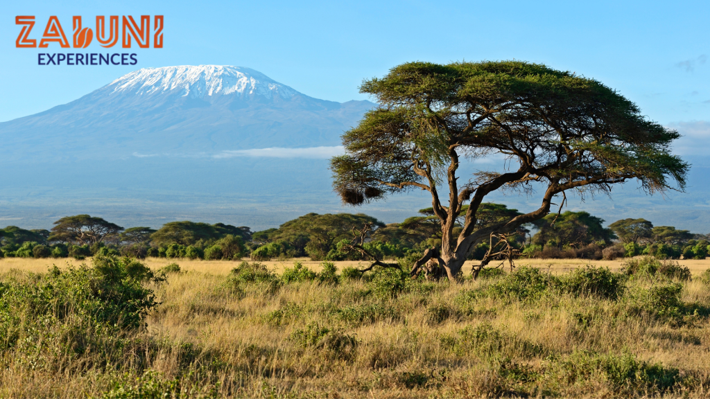 Best Amboseli Safari Companies in Kenya amboseli 3