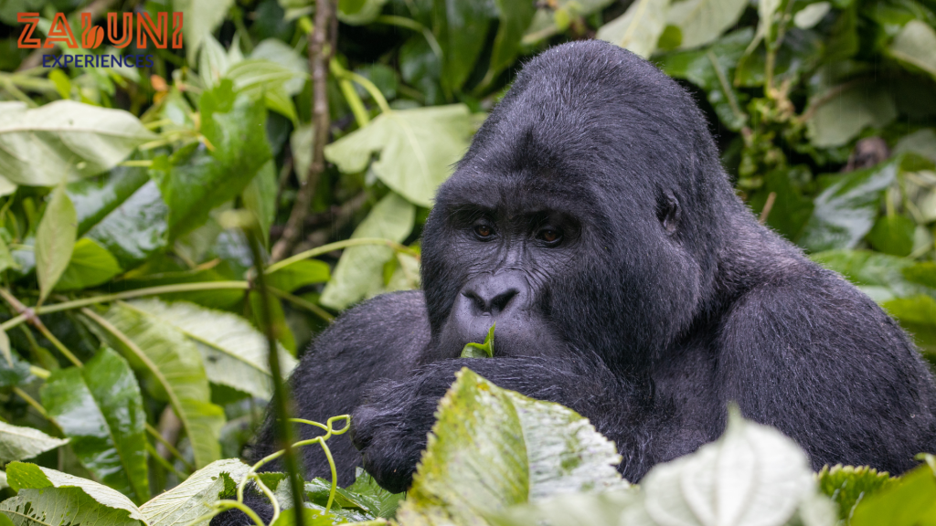 bwindi impenetrable forest national park 1