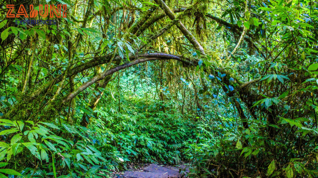 bwindi impenetrable forest national park 4