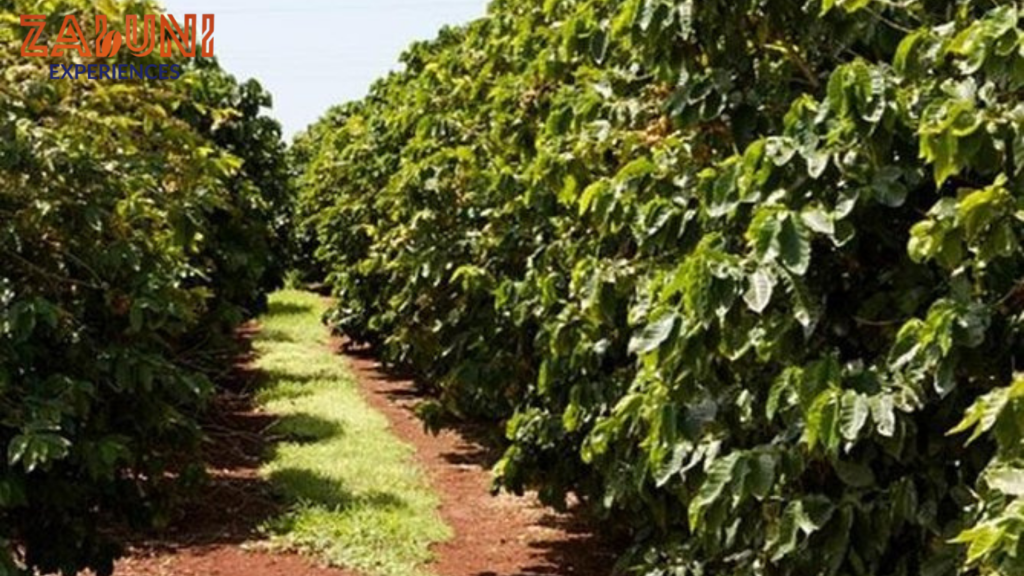 fairview coffee estate