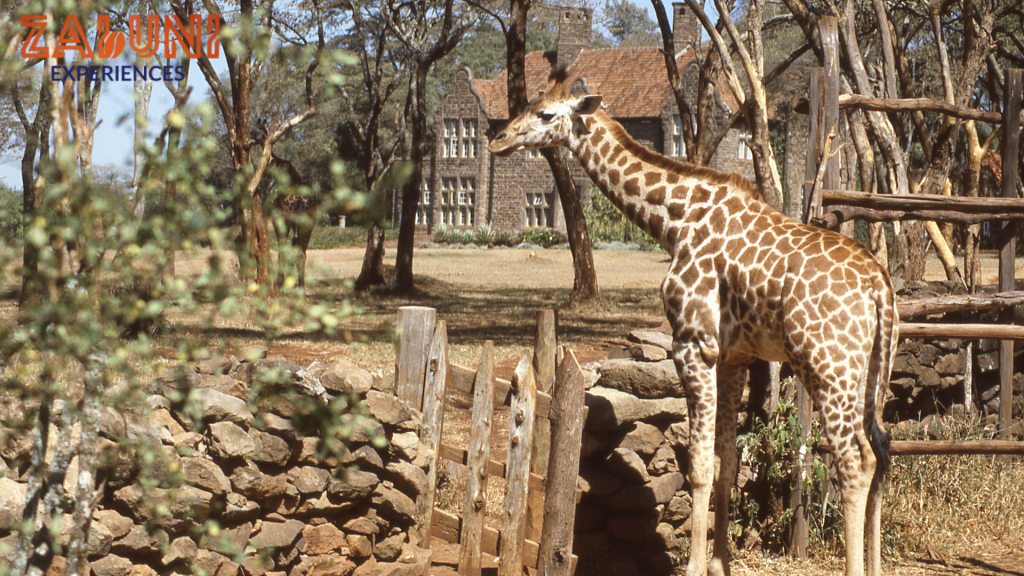 giraffe center 1