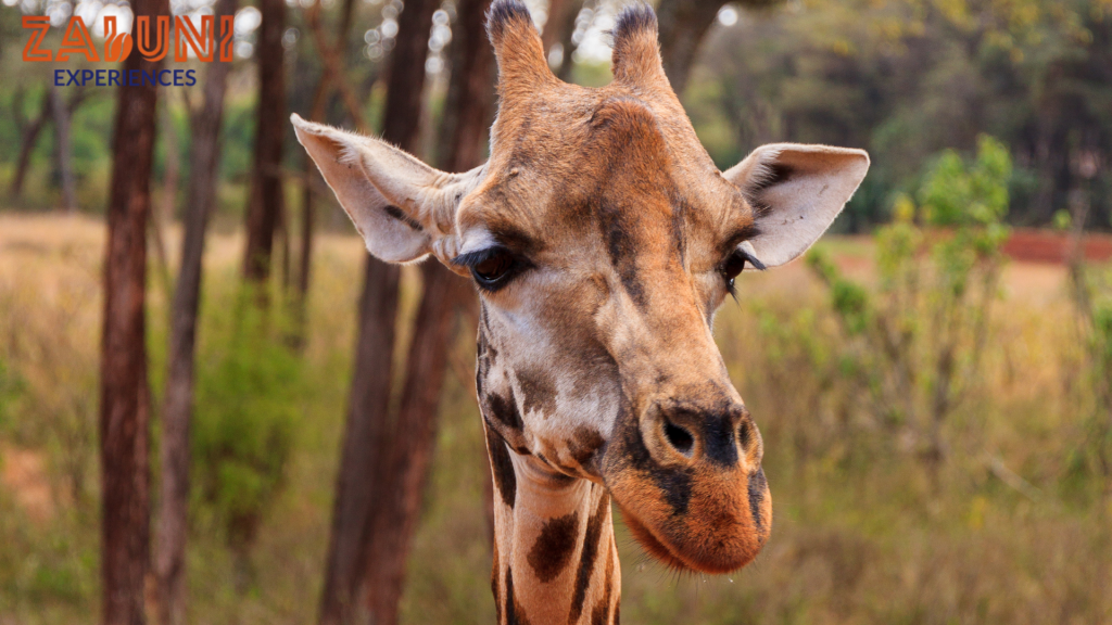 giraffe center 2