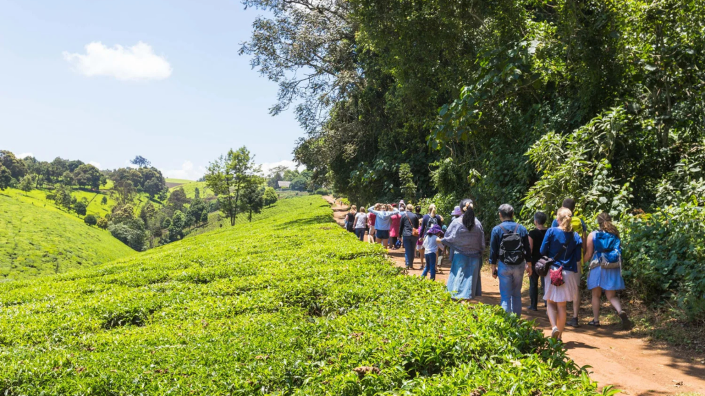 kiambethu tea farm