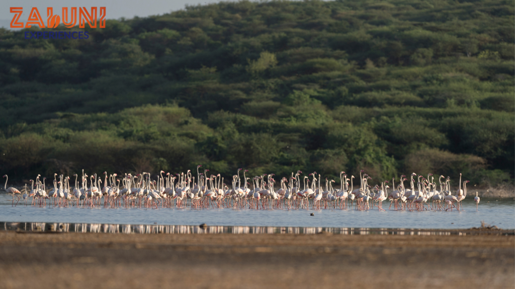lake bogoria 2