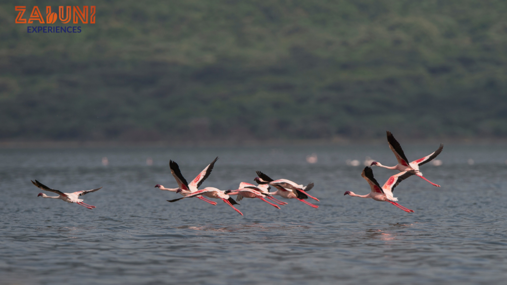 lake bogoria 3