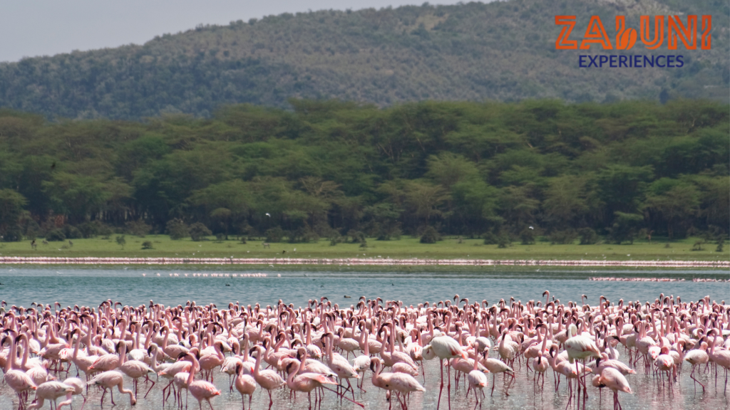 lake nakuru 1