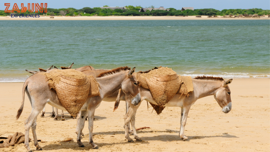 lamu 1