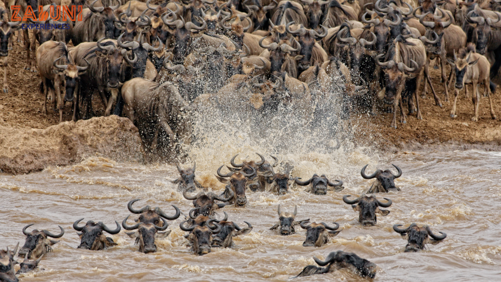 maasai mara