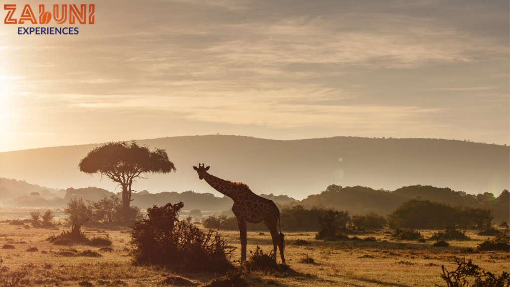 maasai mara