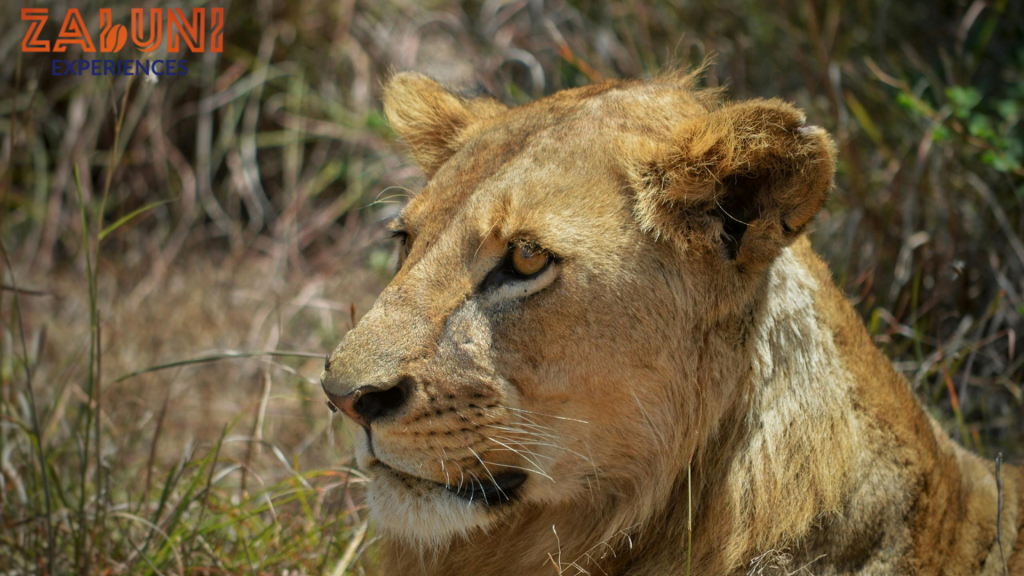 nairobi park (2)