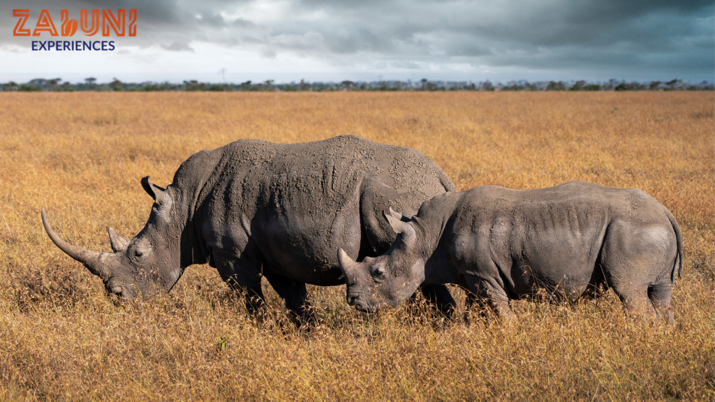 ol pejeta