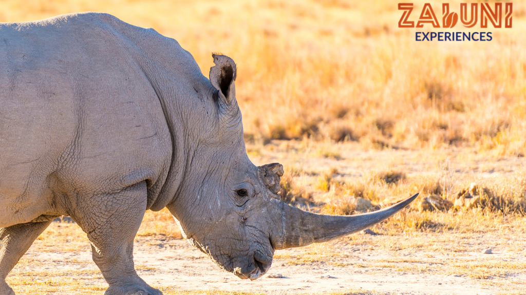 ol pejeta (2)