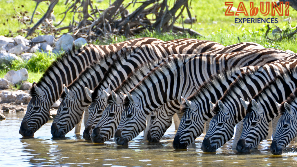 ol pejeta (3)