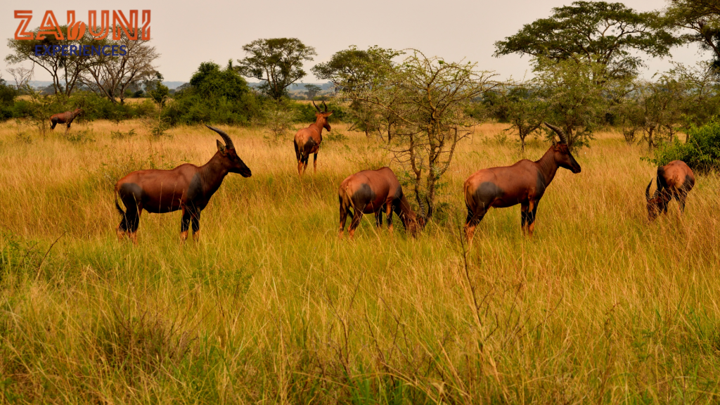 queen elizabeth national park 4