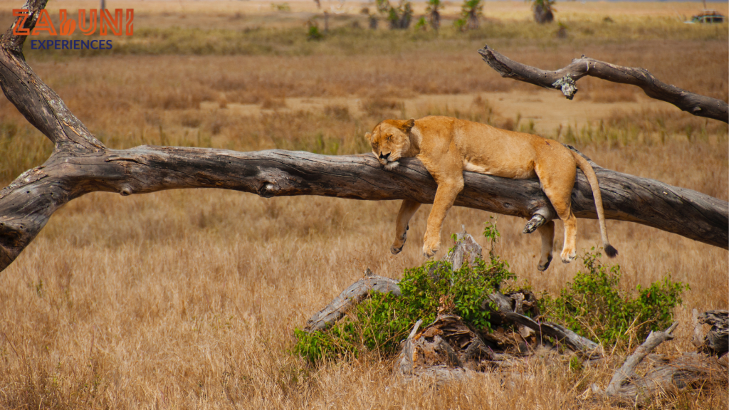 serengeti 2