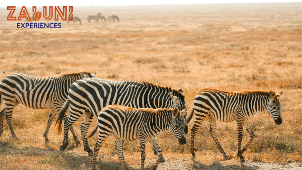 serengeti 4
