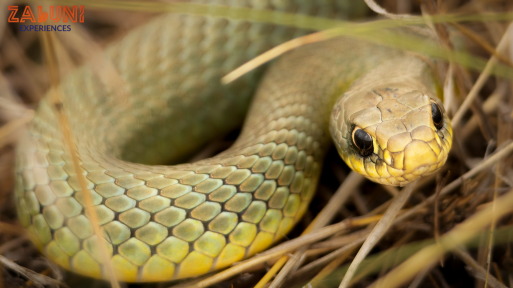 snake park 2