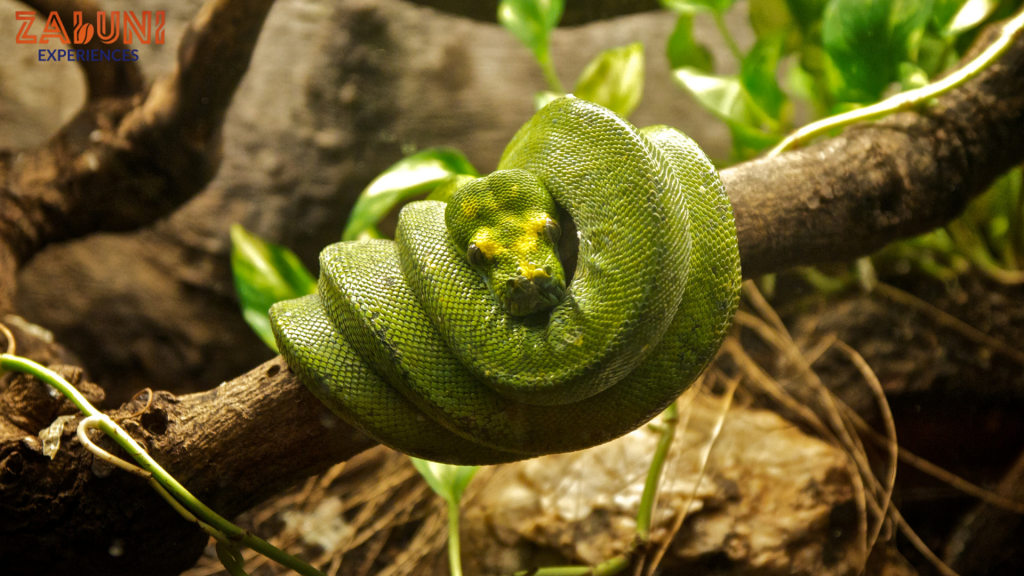 snake park 3