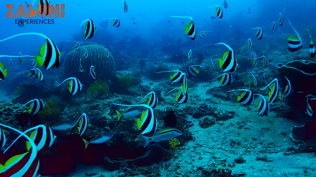 watamu marine national park