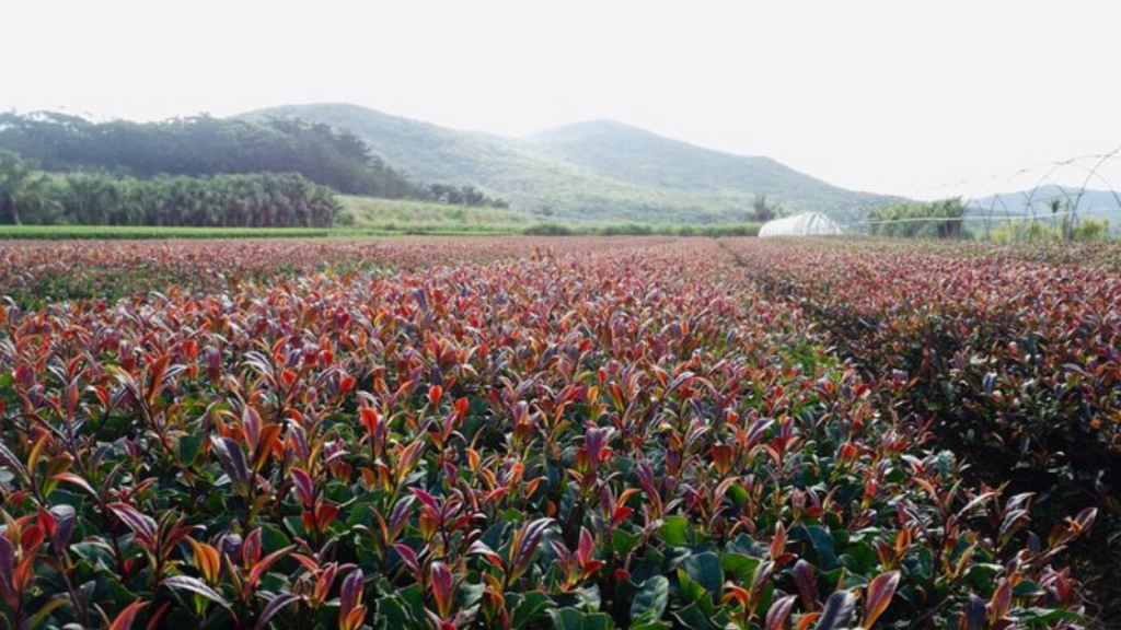 purple tea farm
