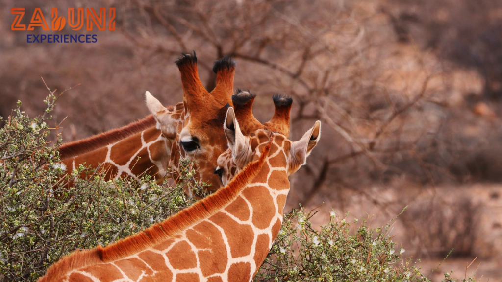 samburu (1)