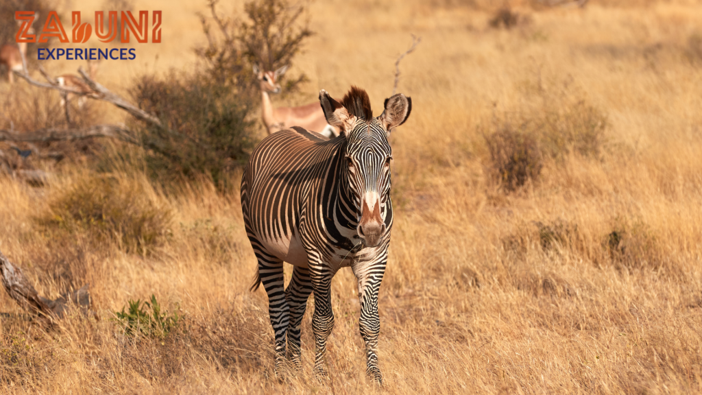 samburu