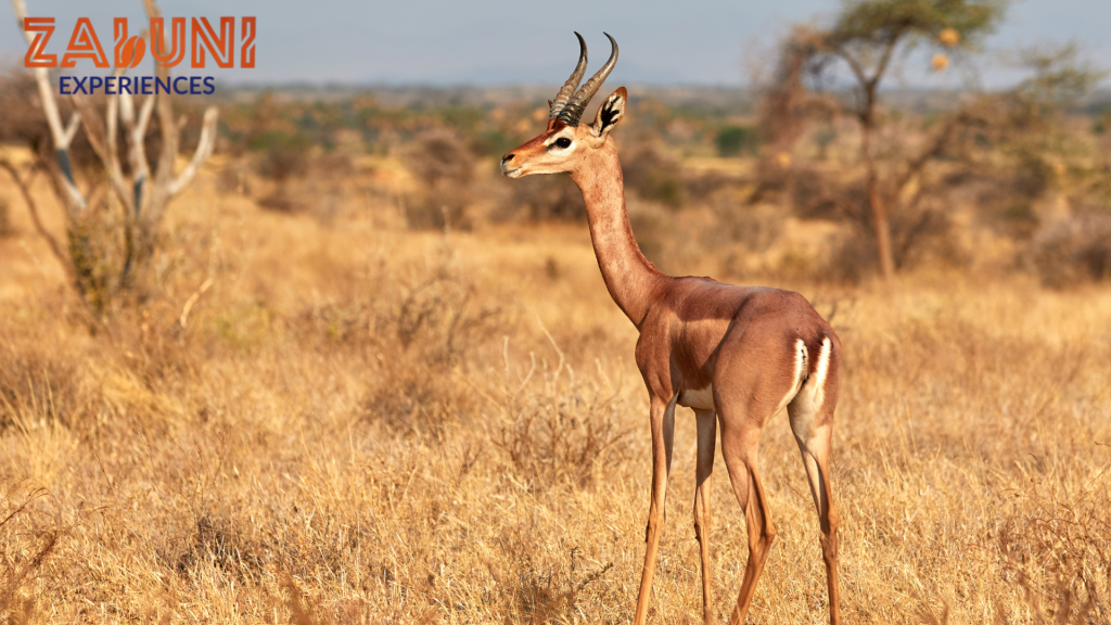 samburu (3)
