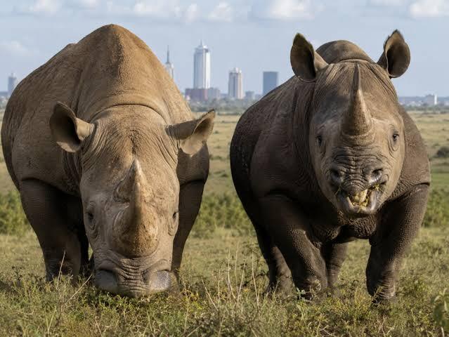 Best Nairobi National Park Safari Companies in Kenya nnp